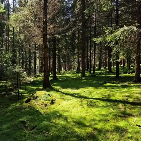 Altes Zollhaus Im Wald アパート